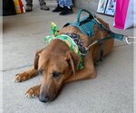Small Photo #3 American Pit Bull Terrier-Doberman Pinscher Mix Puppy For Sale in Spotsylvania, VA, USA