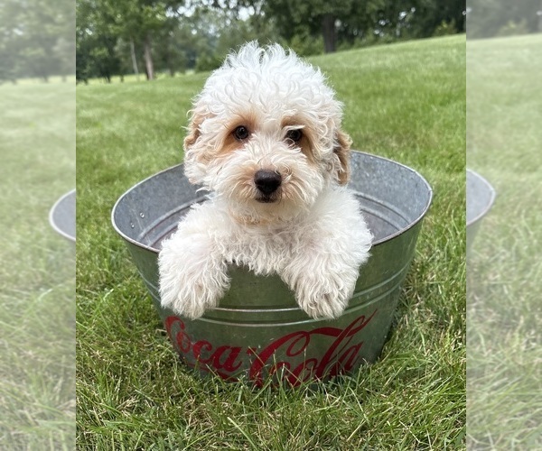 Medium Photo #2 Havapoo Puppy For Sale in MIDDLEBURY, IN, USA
