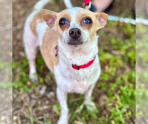 Lilly - Female Chihuahua-Unknown Mix Dog for Adoption - Photo #11