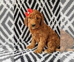 Small Photo #2 Irish Doodle Puppy For Sale in BAINBRIDGE, MD, USA
