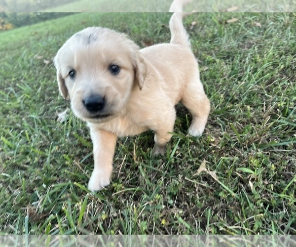 Medium Photo #19 English Cream Golden Retriever Puppy For Sale in CENTERTOWN, MO, USA