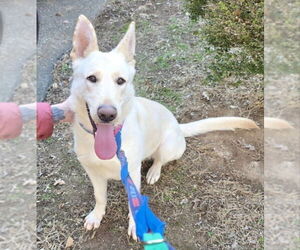 - Mix Dogs for adoption in Winston Salem, NC, USA