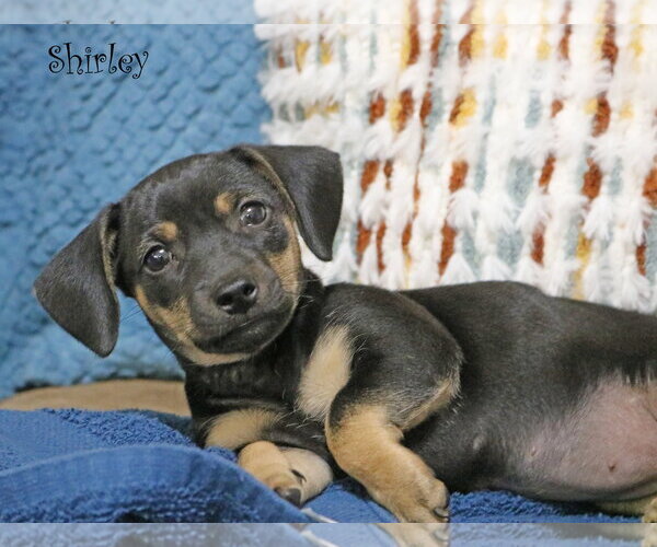 Medium Photo #2 Chiweenie Puppy For Sale in Wakefield, RI, USA