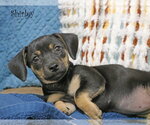Small #1 Chiweenie