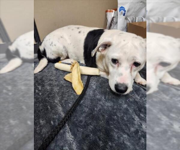 Medium Photo #2 Dachsador Puppy For Sale in Mobile, AL, USA