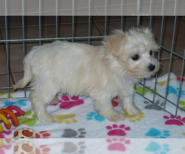 Medium Photo #5 Havanese Puppy For Sale in ORO VALLEY, AZ, USA