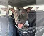 Small American Pit Bull Terrier Mix
