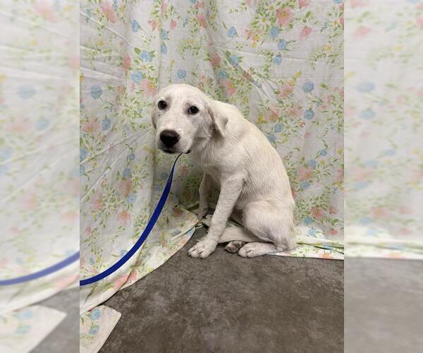 Medium Photo #1 Great Pyrenees-Unknown Mix Puppy For Sale in Rosenberg, TX, USA