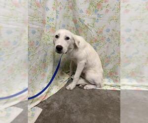 Great Pyrenees-Unknown Mix Dogs for adoption in Rosenberg, TX, USA