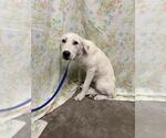 IRIS - Female Great Pyrenees-Unknown Mix Dog for Adoption - Small photo