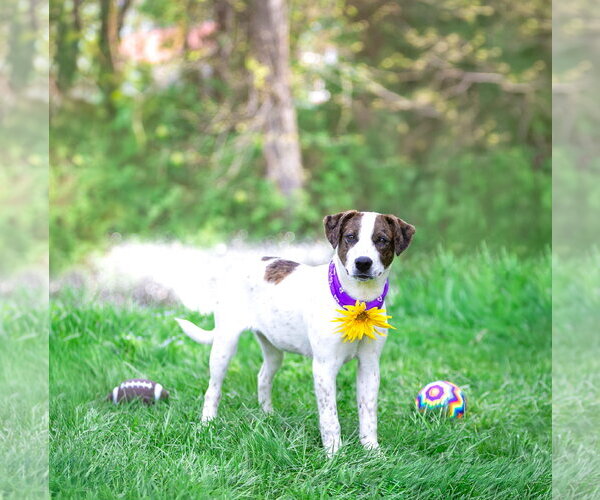 Medium Photo #8 Coonhound-Unknown Mix Puppy For Sale in Unionville, PA, USA