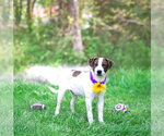 Small #7 Coonhound Mix