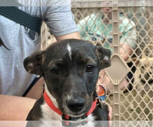 Chihuahua-Unknown Mix Dogs for adoption in Greensboro, NC, USA