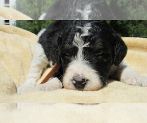 Bernedoodle Puppy for sale in BIG ROCK, IL, USA