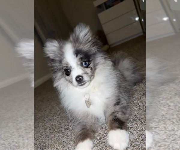 Medium Photo #1 Pomeranian Puppy For Sale in TRENTON, OH, USA