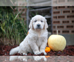 Puppy Flash English Cream Golden Retriever