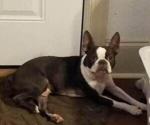 Father of the Boston Terrier puppies born on 12/06/2025