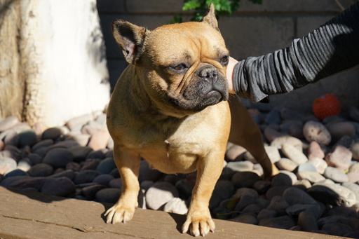 Medium Photo #5 Bulldog Puppy For Sale in LA QUINTA, CA, USA