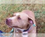 Small American Pit Bull Terrier
