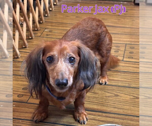 Medium Photo #2 Dachshund Puppy For Sale in San Antonio, TX, USA
