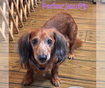 Small #1 Dachshund