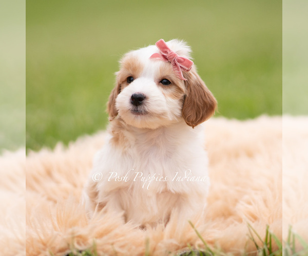 Medium Photo #6 Goldendoodle (Miniature) Puppy For Sale in WARSAW, IN, USA