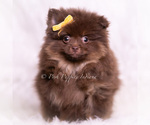 Small Photo #39 Pomeranian Puppy For Sale in WARSAW, IN, USA