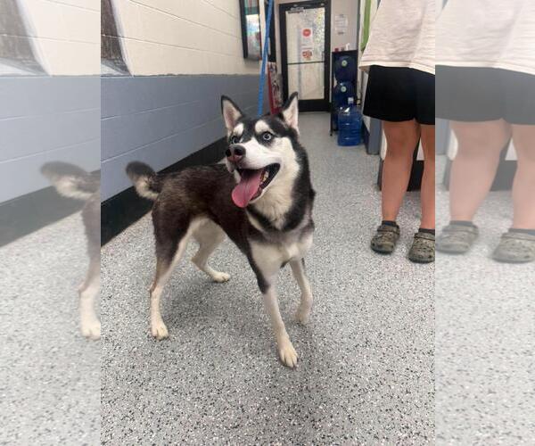 Medium Photo #2 Siberian Husky-Unknown Mix Puppy For Sale in Front Royal, VA, USA