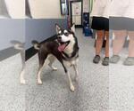 Small #1 Siberian Husky Mix