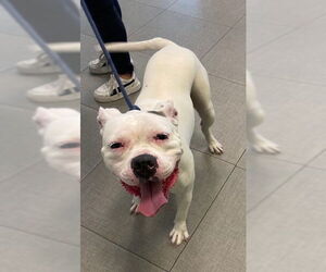 Mutt Dogs for adoption in Rancho Cucamonga, CA, USA