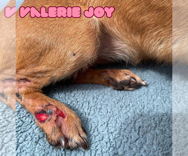 Medium Photo #12 Chiweenie Puppy For Sale in San Antonio, TX, USA