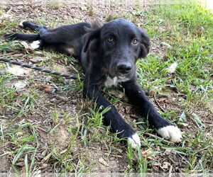 Labrador Retriever-Unknown Mix Dogs for adoption in Sparta, TN, USA