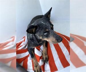 Mutt Dogs for adoption in Houston, TX, USA