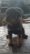 Small Photo #5 Rottweiler Puppy For Sale in RANCHO CORDOVA, CA, USA