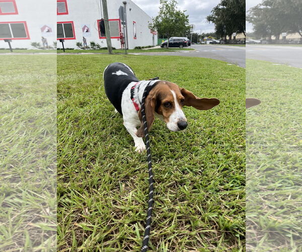 Medium Photo #2 Basset Hound Puppy For Sale in Sanford, FL, USA