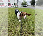 Small #1 Basset Hound