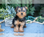 Small #2 Yorkshire Terrier