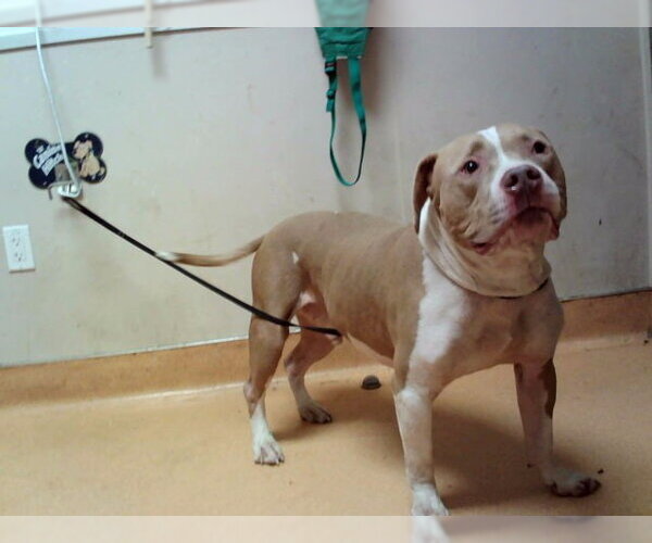 Medium Photo #1 Mutt Puppy For Sale in Martinez, CA, USA