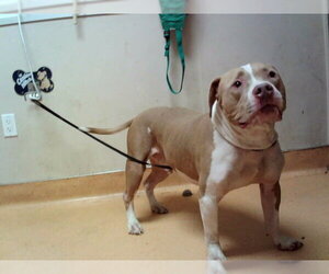 Mutt Dogs for adoption in Martinez, CA, USA