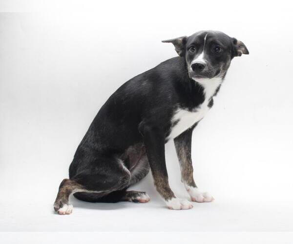 Medium Photo #1 Labrador Retriever-Unknown Mix Puppy For Sale in Burbank, CA, USA