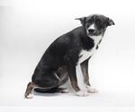 Small Labrador Retriever Mix