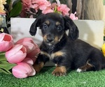 Small #2 Dachshund