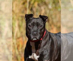 Thunder - Male Mutt Dog for Adoption - Photo #3
