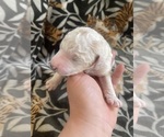 Puppy Puppy 2 Poodle (Standard)