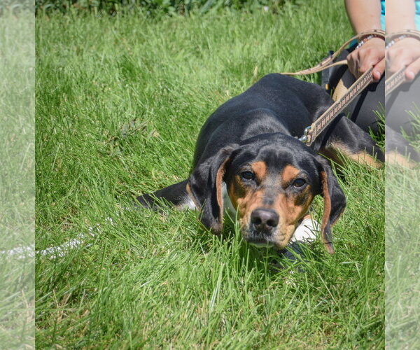 Medium Photo #5 Treeing Walker Coonhound Puppy For Sale in Huntley, IL, USA