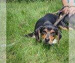 Small #4 Treeing Walker Coonhound