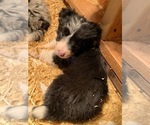Small Photo #13 Border Collie Puppy For Sale in WHITE SALMON, WA, USA