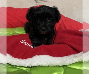 Havanese Puppy for sale in LIVONIA, MI, USA