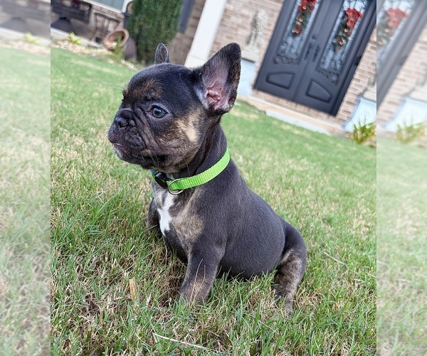 Medium Photo #4 French Bulldog Puppy For Sale in SNELLVILLE, GA, USA