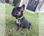 Shelby - Female French Bulldog Puppy for Sale - Photo #4